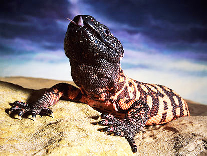 Gila monster header image